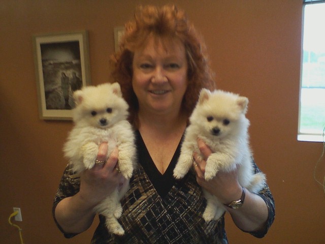 Read more about the article Puppies at Gorham Printing